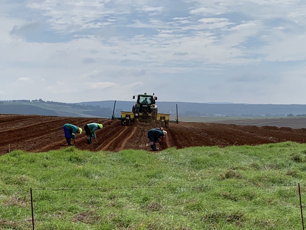 njbgoble's tweet photo. #pidelta#pannar_seed seed production grateful for the rain https://t.co/Fec5shdkw5