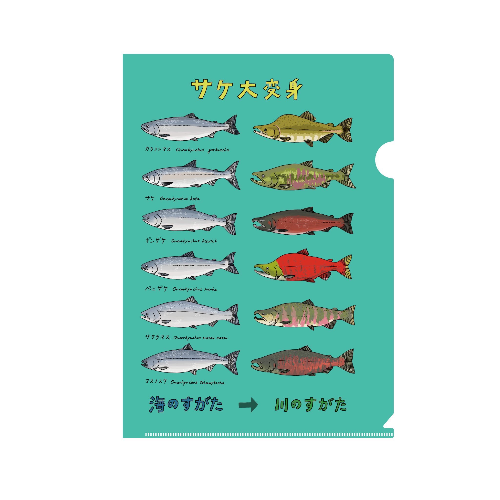 高橋のぞむ 6 21ゆるかわ古生物図鑑発売 そしてもう一つお知らせ きのしたちひろさん Chimomonga のグッズを置かさせて頂けることになりました サケファイル と 科学論文イラスト図解 の二品です サケファイルはデザインが本当に最高で 科学論文