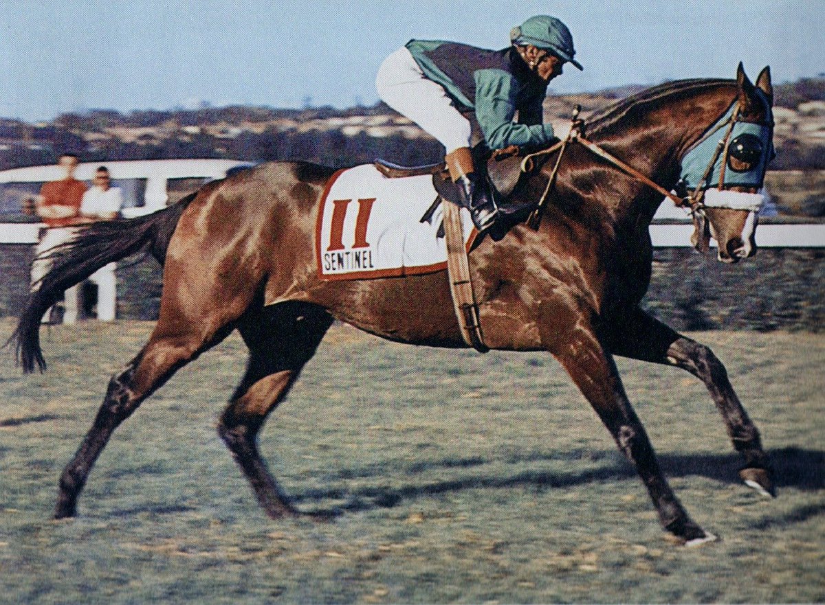 Summerhill_Stud's tweet photo. A glance at the lists of leading South African breeders since the turn of the century is instructive for a number of reasons. (Read more: https://t.co/iBCgWY5O20

#thoroughbreds #horses #breeding #racehorses #studfarms #agriculture #Racing #SouthAfrica https://t.co/KuJef4GqwX