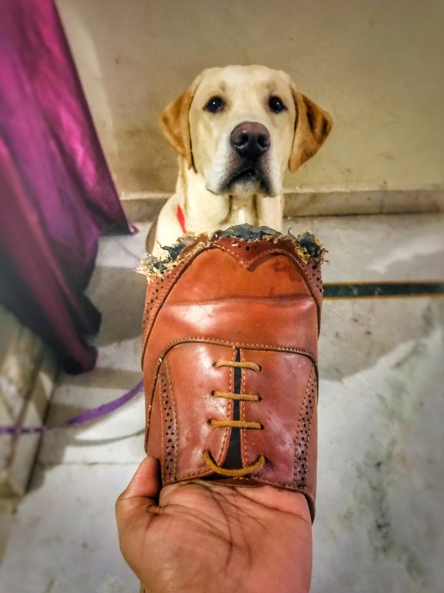 sameer_kanojia's tweet photo. Look like someone is not guilty about it, when I needed it the most for an important meeting tomorrow.
#guiltydogs #dogoftheday #dogsofinstagram #dogs #labrador #thor #noguiltydogs #shoes #tearitup #thorthedog #pets #love https://t.co/euXp7nAN2F
