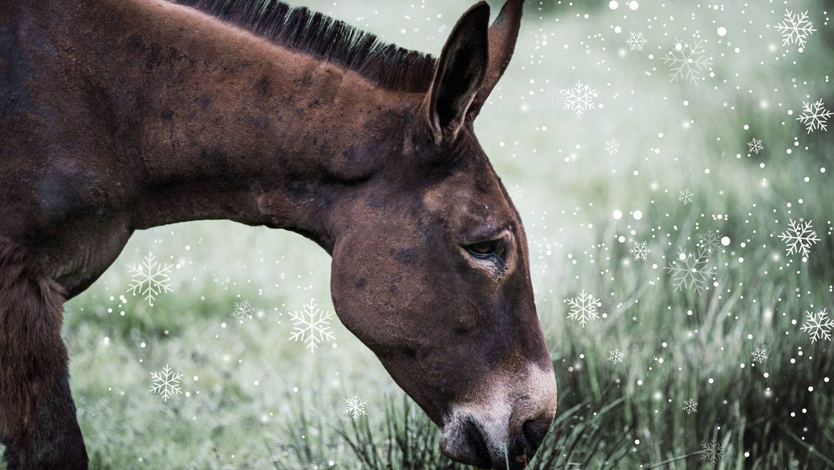 Despite suffering unimaginable cruelty in the past, Shocks continues to grow in confidence with each passing day. ❤️ 

Adopt him as a gift for someone special this Christmas 🎁➡️ bray.news/tw-shocks-19