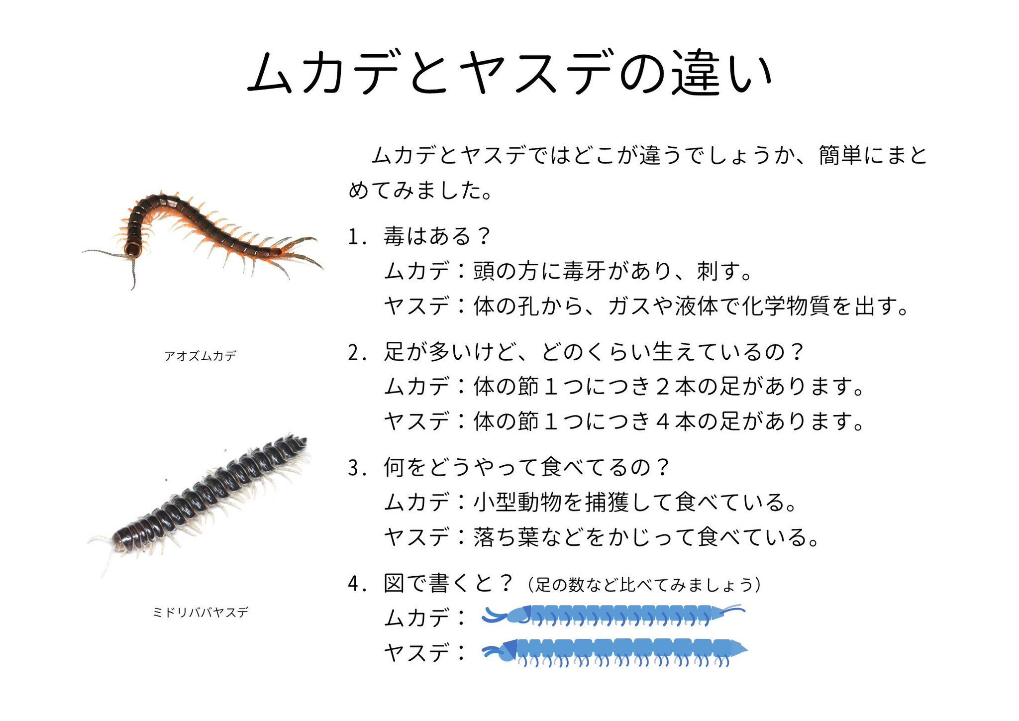ムカデ ヤスデ 違い