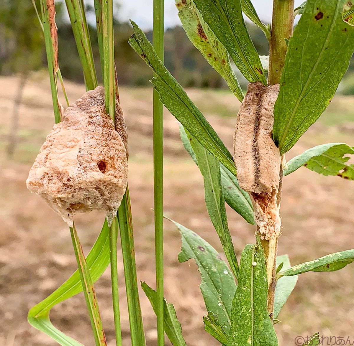 めいすいの里山 V Twitter めいすいの里山では生き物が色々な場所で冬ごもりを始めています カマキリは卵のうとして冬を越します 左の丸い卵のうがオオカマキリ 右の細長いものがチョウセンカマキリです