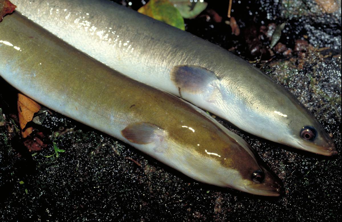 La direction interrégionale #PACA #Corse de l’<a href="/AFBiodiversite/">Agence Française Biodiversité</a> participe à une étude comportementale des #anguilles argentées.

▶️ améliorer la connaissance de la mécanique migratoire de l’espèce sur la façade méditerranéenne afin de mieux la protéger.
 👉 afbiodiversite.fr/actualites/sui…