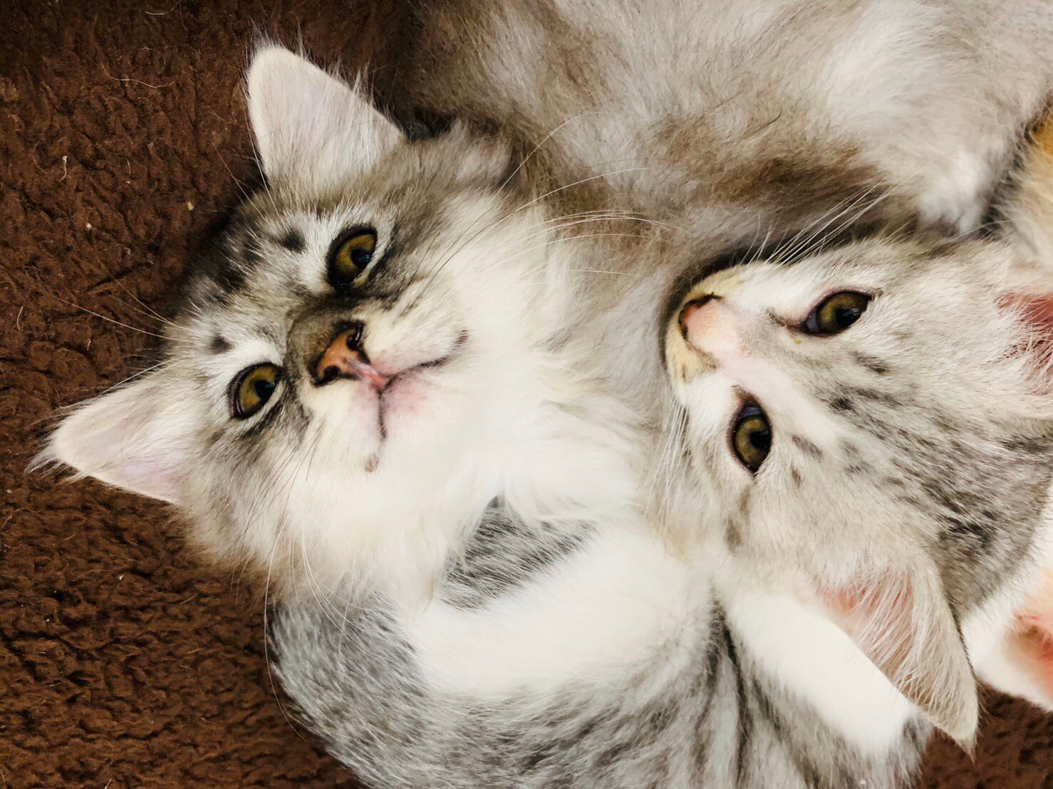 猫達を眺めるアカウント Nekonekonyan62 Twitter