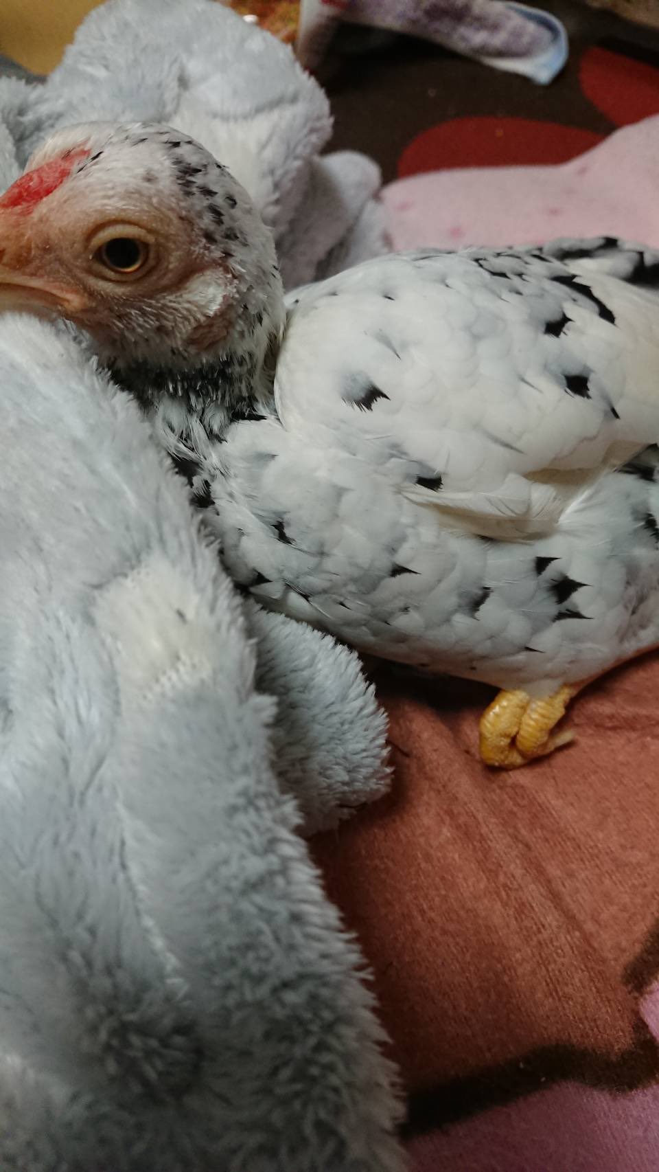ニワトリは飼うと可愛い Twitter Search Twitter
