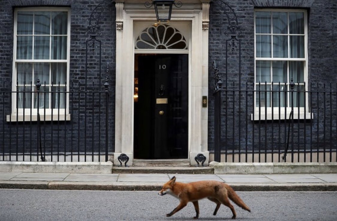 Do it for the foxes! 🦊Register to vote ..the more of us that vote the more we can achieve. 
🗳️👉 gov.uk/register-to-vo…