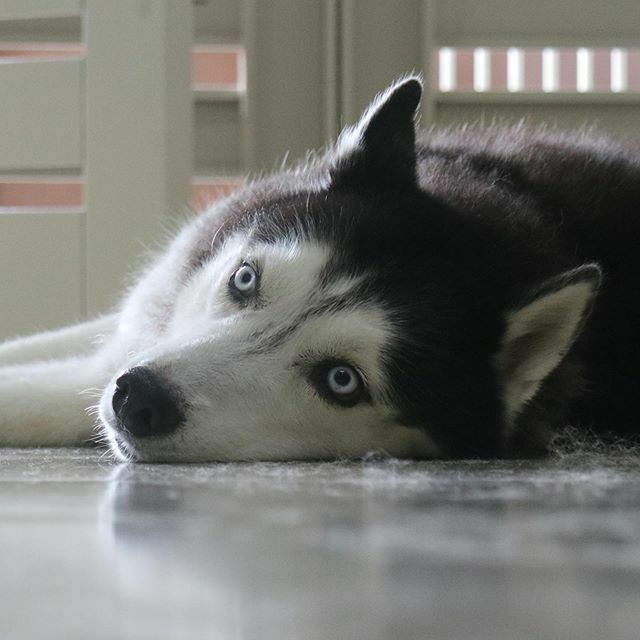 andi_hadinoto's tweet photo. #HuskyWisdom - “Inspiration comes from idleness”
.
#LazySunday #LazyDogDay #LazyExcuse
.
#SiberianHusky #SiberianHuskies
#husky #huskies #huskygram
#doglovers #dogs #PlayingWithDog #FunWithDog #PawFriend
#Sunday #weekend https://t.co/uQsb3UnEO5 https://t.co/dDFTIocg1G