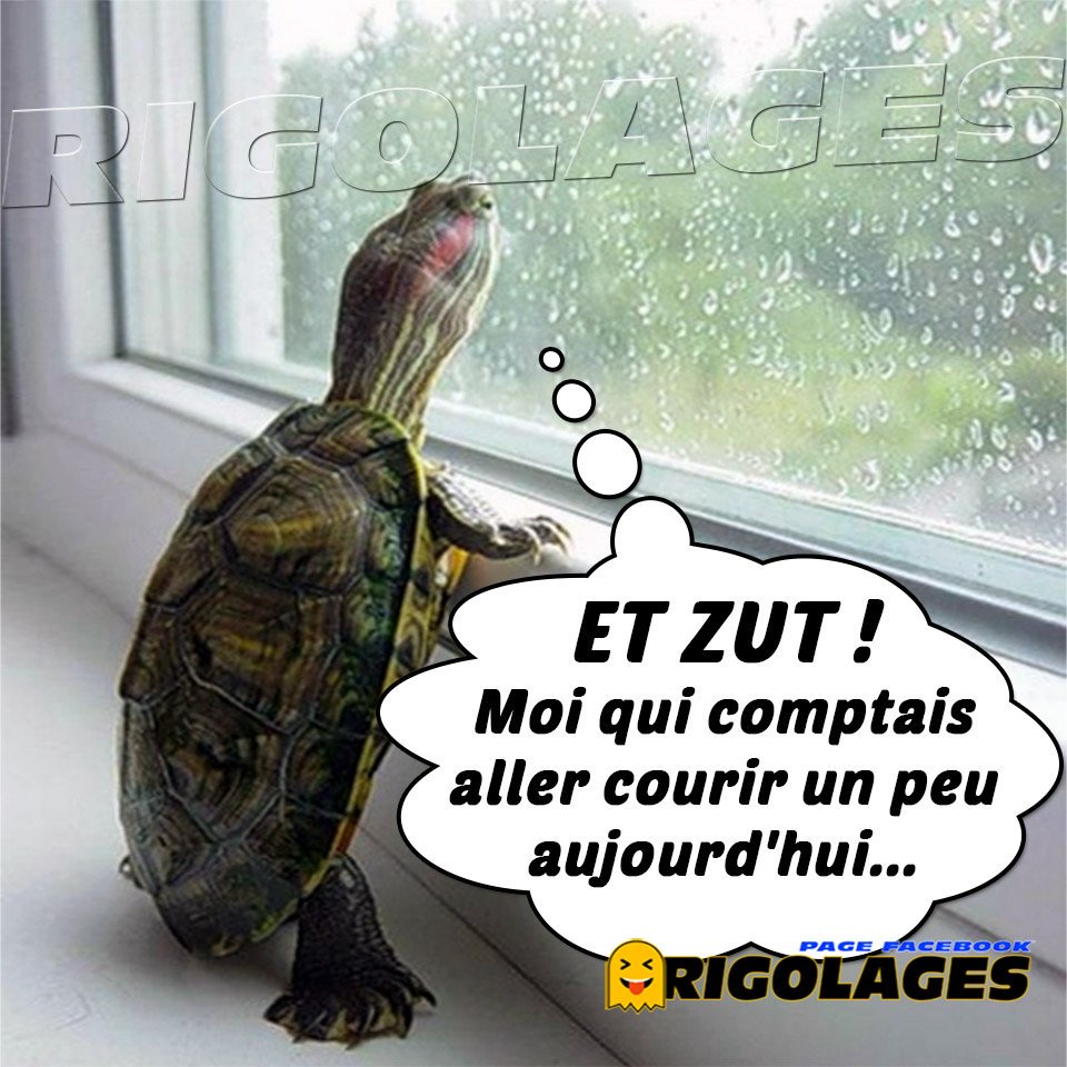 Rigolages 在twitter 上 Rigolages Humour Pluie Courir Tortue Fenetre Meteo T Co Gwxhwncx Twitter