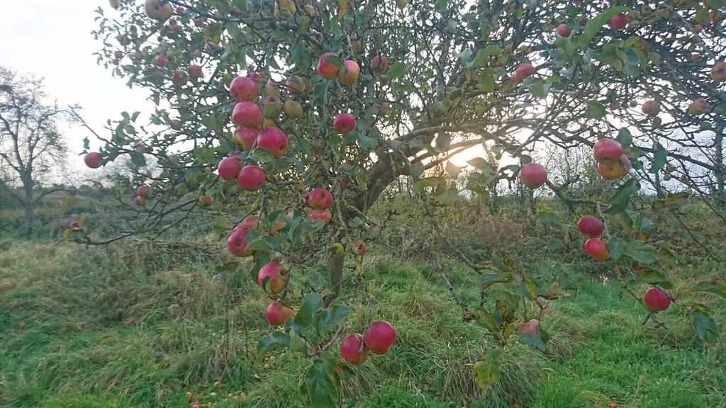 nick_green100's tweet photo. Who says it's too late in the year to harvest apples? https://t.co/zBlsO6Z8NP