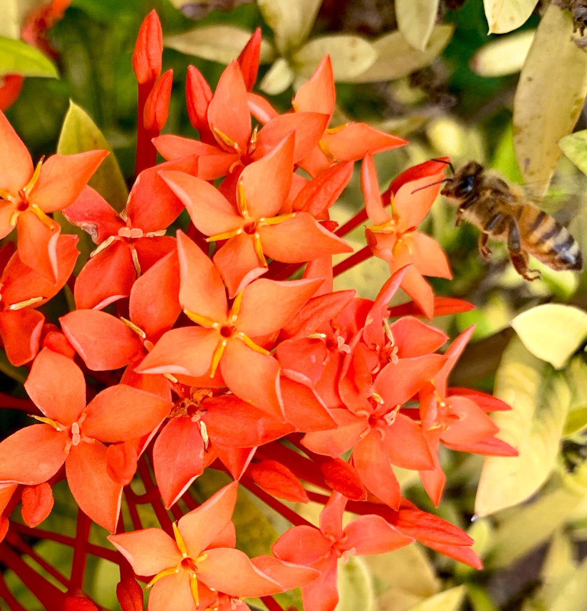 BermondseyBees's tweet photo. Bees are purposeful creatures, only leaving their hive to forage for 4 things: nectar (carbohydrate), pollen (protein), water and propolis. Here on Nevis, the dwell time of the bees gathering nectar from coastal flora is short - just long enough to get the job done. No slacking ! https://t.co/2mz2h1j2fK