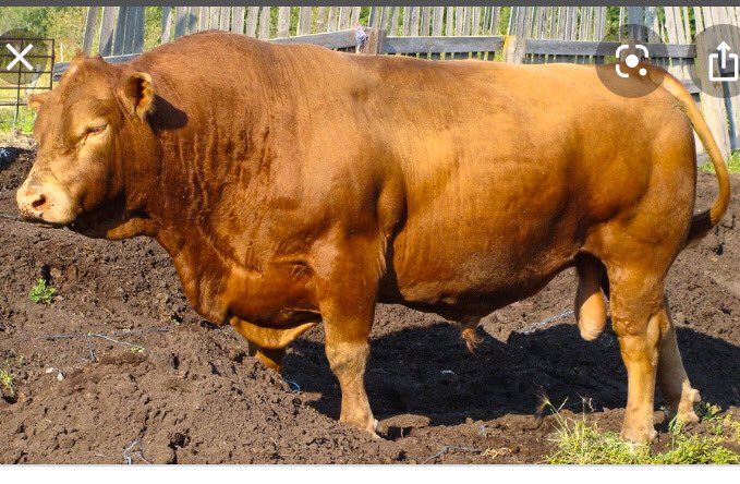 Except for their colour gene, there is no genetic difference between black and red angus cattle but, they are still regarded as different breeds in the US #angus