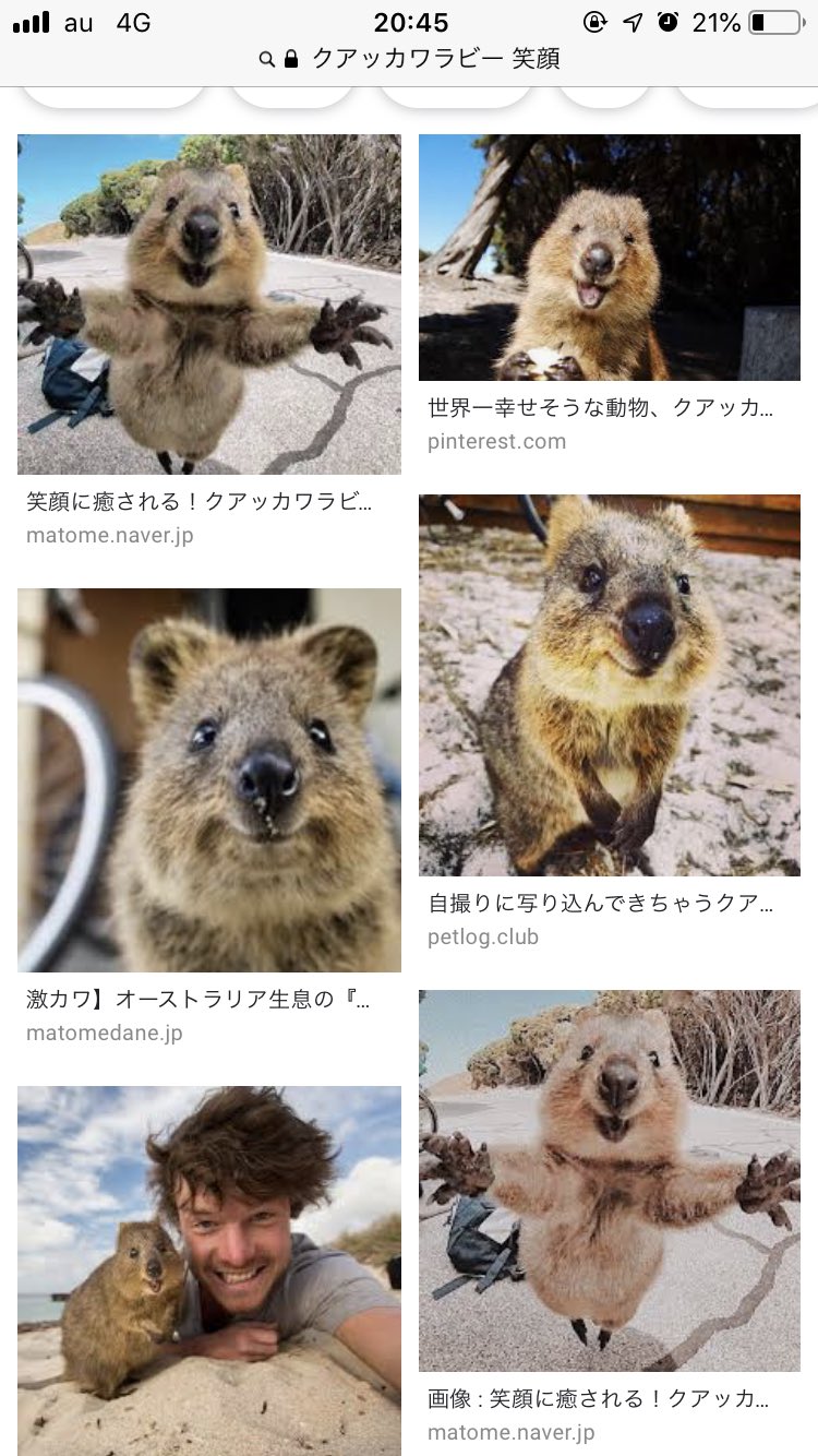 きび オーストラリアのロットネスト島では笑顔で自撮りに写ってくれる 賛否有り ことで有名なクアッカワラビー キュランダのコアラガーデンで見れるということで見てきた 最大限笑ってる写真撮れた か かわいい生き物だった T Co