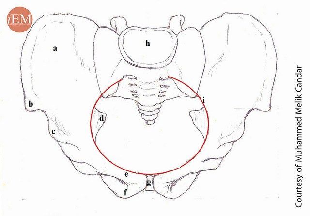 iem_student's tweet photo. "Pelvic Injuries" by Sercan Yalcinli
#FOAMed #emergencymedicine #ICON360 #iEMstudent #ED #MedEd #medicalstudent #clerkship #EmergencyDepartment #Fracture #Disclocation #orthopedics #Pain #Hip #Pelvis #surgery 

Read full text: https://t.co/wd8mxWxuYf https://t.co/WCCiEpNSBe