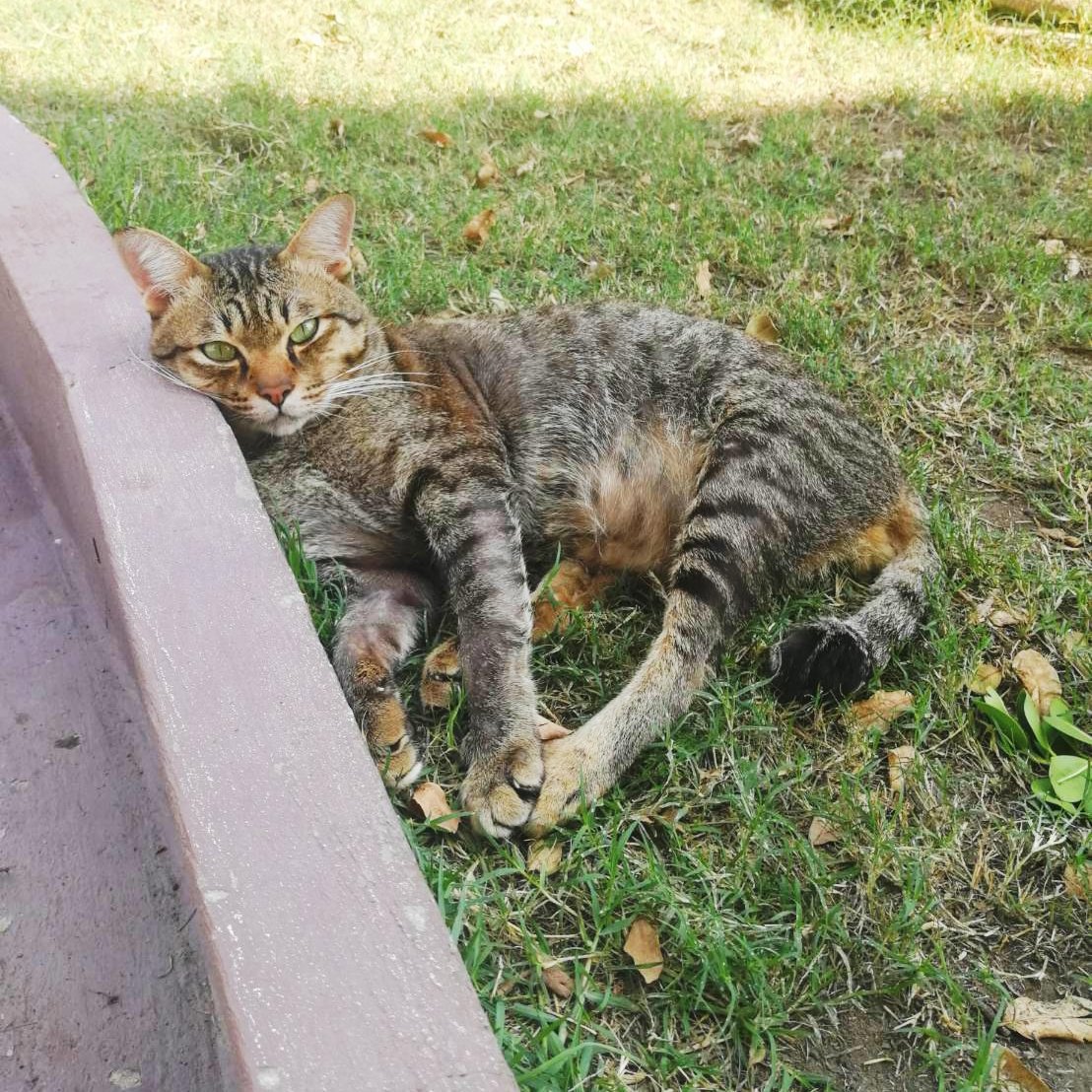 Everyone deserves a day off. Mr Mowgli.
#catsofinstagram #cat #catsoftwitter #cats #catstagram #lovemycat #kitties #kittens #kitten #kittensofinstagram #kittensareawesome #catsareawesome #cutecats #cutecat #catsarecute #catrescue #spayandneuter #spayed #neutered #adoptdontshop