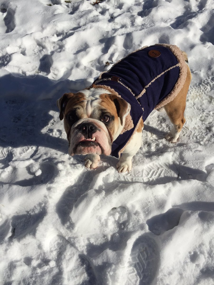 Dad got me a new coat for winter. It must have been all the wet kisses!! #dogsoftwitter #Bulldog #winterwarmth