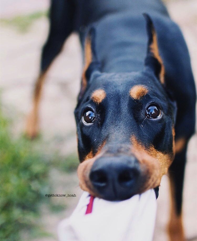 Midas is “helping” with the laundry. I hope <a href="/GoIdenWoIf/">Sophie Kane — Parody</a> wasn’t attached to those undies...