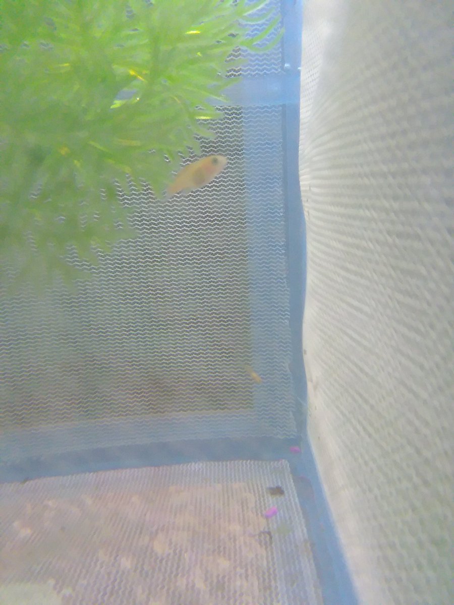EarnoldMrs's tweet photo. We have 2 babies! 😍🐟🐟
They are tiny and hard to get pictures of...
#ClassPets #FishInTheClassroom #FishBabies https://t.co/kYXVnUXY5K