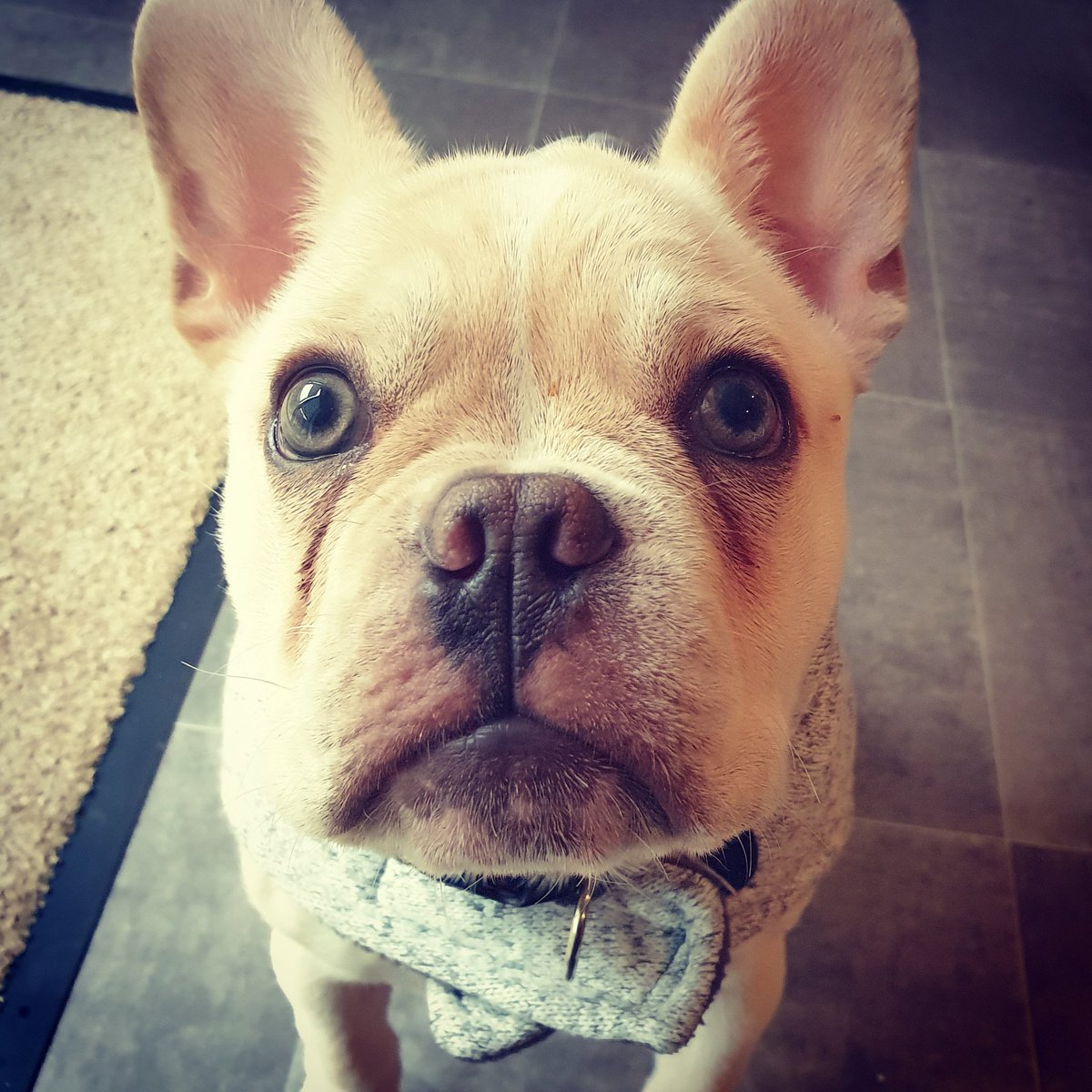 himintshorts's tweet photo. **NEW CLIENT**
On puppy visits until all jabs complete. A great addition to my afternoon smaller dogs walk. Proper cute 🐶 https://t.co/eB7phPz6EA