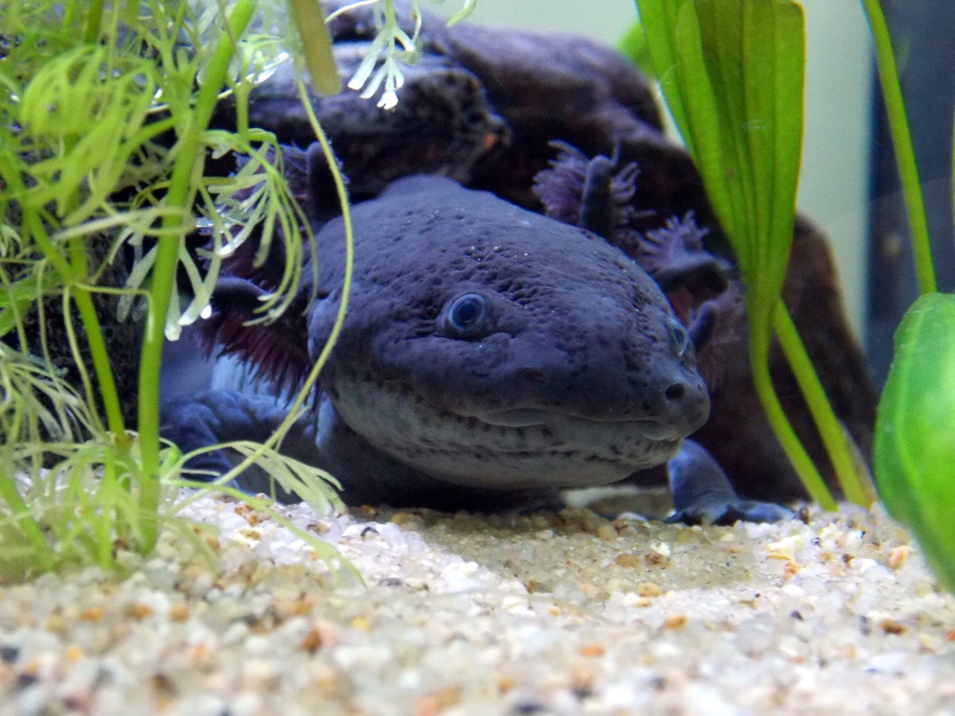 Fannyctalope ᛉ Aujourd Hui Je Vous Presente Cette Creature Absolument Merveilleuse Qu Est L Axolotl Un Amphibien Tout Mignon Originaire Du Mexique Comme Le Laisse Entendre Son Petit Nom Scientifique Ambystoma Mexicanum Fannyctalope ᛉ Aujourd Hui Je Vous Presente Cette Creature Absolument Merveilleuse Qu Est L Axolotl Un Amphibien Tout Mignon Originaire Du Mexique Comme Le Laisse Entendre Son Petit Nom Scientifique Ambystoma Mexicanum