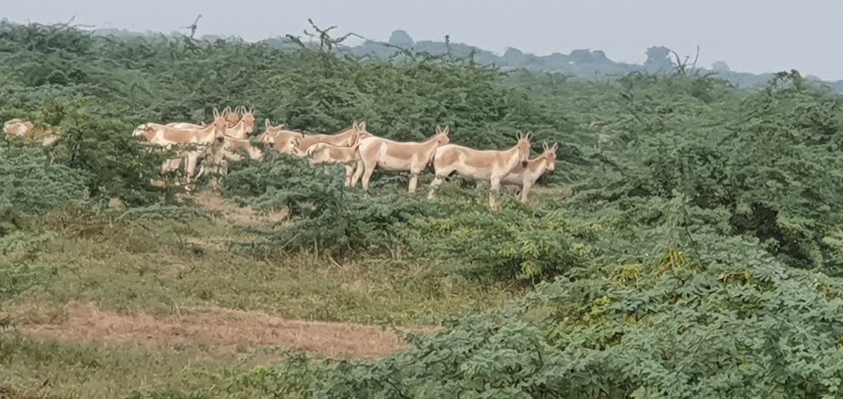 arunkrarora's tweet photo. @anandmahindra. Thank you sir for Mahindra Thor. Helped me watch beautiful Wild Asses found only in the little runn of Kuchh in Gujarat India. Nowhere else in the world. https://t.co/JuMm7flExT