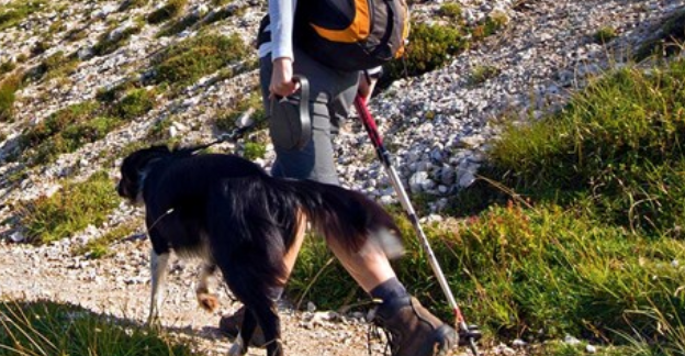 Today is #TakeAHikeDay Having your furry family member as a fellow adventurer can inspire you to get out more and explore the wild. Here are some tips! bit.ly/takeahiketw  #TakeAHikeDay #Exercisewithyourpet #BlueBuffalo