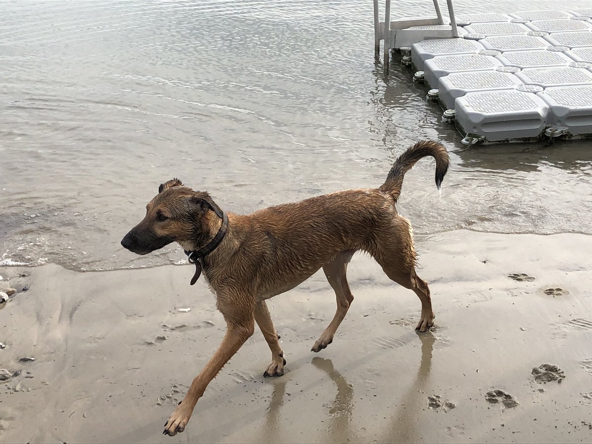 spunk75's tweet image. The nervous rescue dog enjoying the beach! Didn’t even bite anyone 🤣
