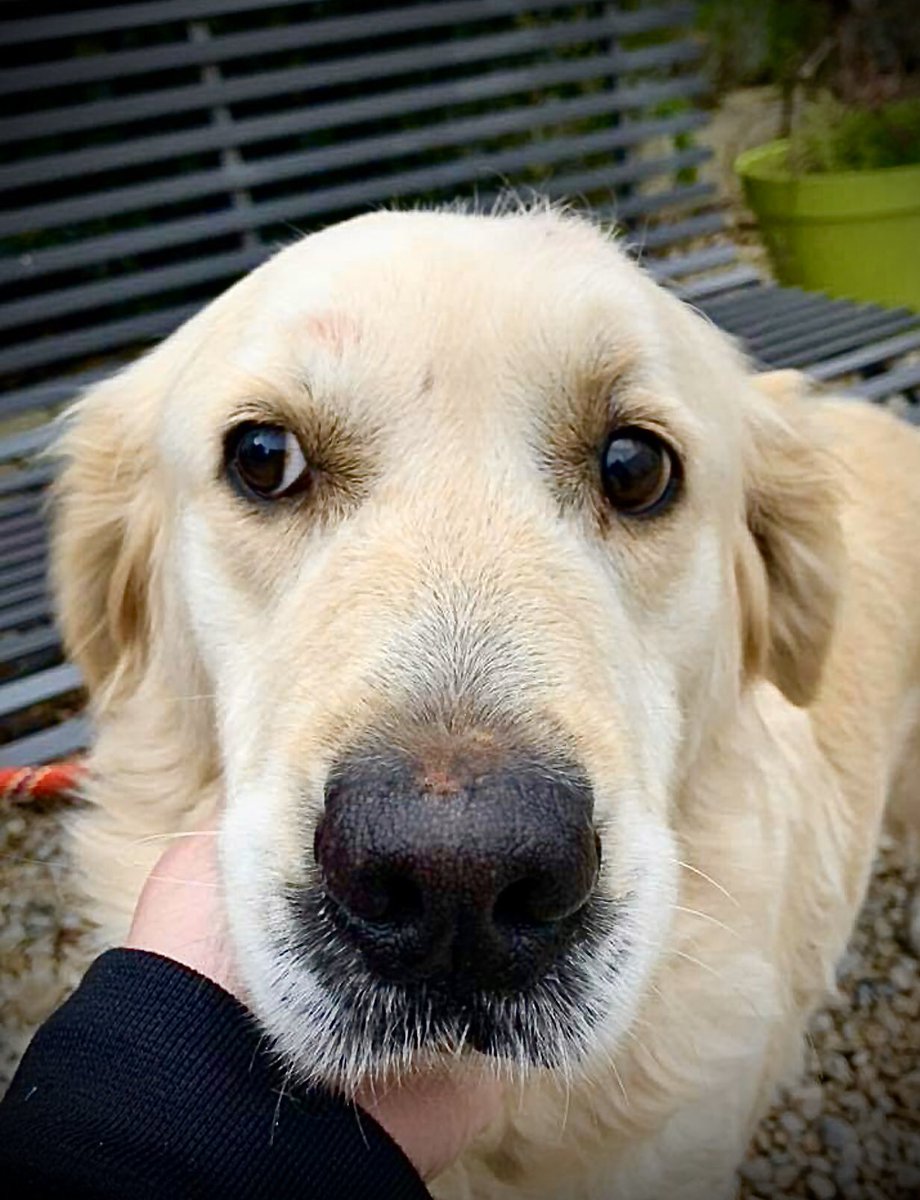 30millionsdamis's tweet photo. Nous réservons notre 12.000ième tweet à Eden pour lui permettre de trouver une nouvelle famille ; sa maîtresse vient de décéder et elle a été recueillie au refuge #30millionsdamis de La Tuilerie (77). Son regard si doux saura-t-il vous toucher ? 😍 https://t.co/3uHHfaniF1