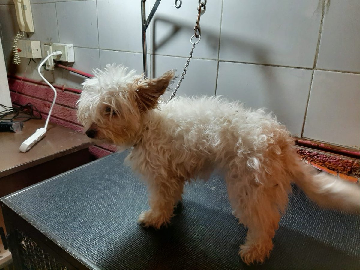 Nube en adopción responsable aprox 1.5 años talla mini/chica convive con perros y gatos, tranquila y cariñosa @MarianimaLOVERS @MascotasSismo @perrososmx @EsEstra @HuesitosDF @iztalccihuatl @lupomex1989 @SrInsoportable @CatQueen000 @_PatriciaAnaya @PaolaFrida @mayumiguillen