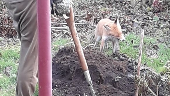 AteliersCortada's tweet photo. I got some help digging up the tatties. I think he's in awe of my elegance. He had trouble picking the wee fork but managed in the end.
#happysunday #edinburghgarden #fox #renard #gardening #friendlylocal #elegance #tatties #bondimanche #Edinburgh https://t.co/9DK4zUyBFL