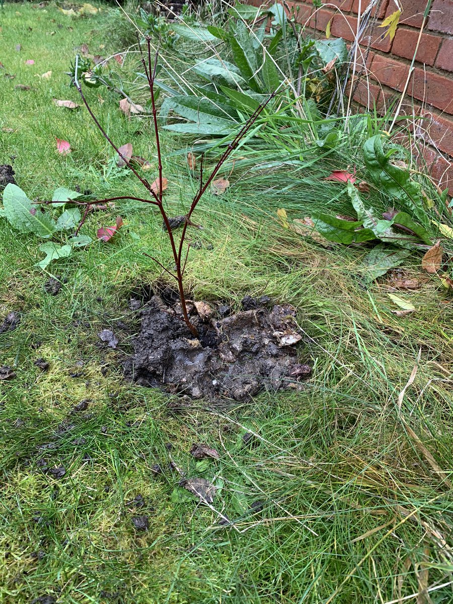 eco_swa's tweet photo. 1 more, 2 more - theyβre only little but #EveryTreeCounts Sam Whit Forest grows as #SWAFightingBack continues...and some fairies have set up camp too! https://t.co/0qerC0Ci9i
