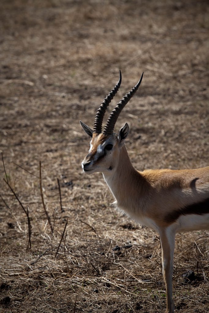 A graceful Springbok by Rafael Tenor #wildlife #TanzaniaUnforgettable