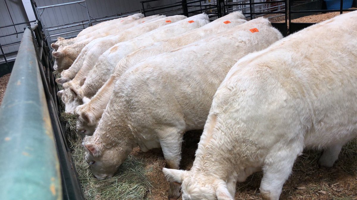 Girls are looking good for the Sharing Our Genetics sale on Monday at 1:00!