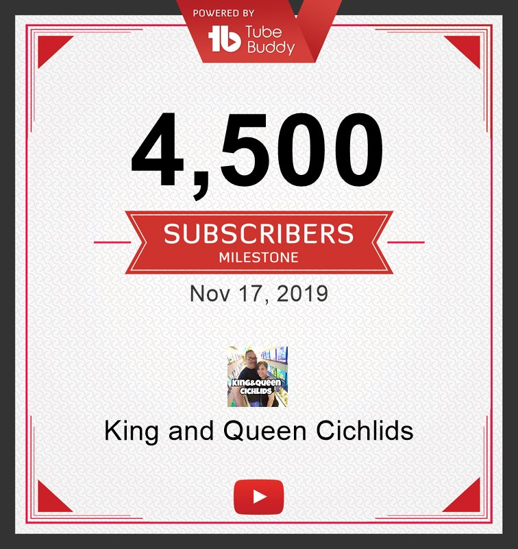 KCichlids's tweet image. Thank you!