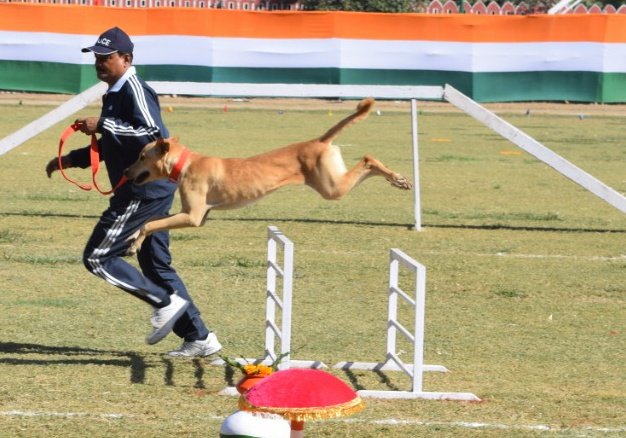 uttarakhandcops's tweet image. गलियों में घूमने वाला आवारा डॉगी, आज #UttarakhandPolice के श्वान दल की शान बना हुआ है। देश में पहली बार यह प्रयोग किया है उत्तराखंड पुलिस ने। सड़कों पर आवारा घूमने वाले डॉगी को पुलिस की ट्रेनिंग दी तो वह नामी नस्लों के लाखों रुपये के दाम वाले डॉगी से कहीं आगे निकला।