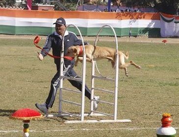 uttarakhandcops's tweet image. गलियों में घूमने वाला आवारा डॉगी, आज #UttarakhandPolice के श्वान दल की शान बना हुआ है। देश में पहली बार यह प्रयोग किया है उत्तराखंड पुलिस ने। सड़कों पर आवारा घूमने वाले डॉगी को पुलिस की ट्रेनिंग दी तो वह नामी नस्लों के लाखों रुपये के दाम वाले डॉगी से कहीं आगे निकला।