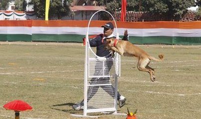 uttarakhandcops's tweet image. गलियों में घूमने वाला आवारा डॉगी, आज #UttarakhandPolice के श्वान दल की शान बना हुआ है। देश में पहली बार यह प्रयोग किया है उत्तराखंड पुलिस ने। सड़कों पर आवारा घूमने वाले डॉगी को पुलिस की ट्रेनिंग दी तो वह नामी नस्लों के लाखों रुपये के दाम वाले डॉगी से कहीं आगे निकला।