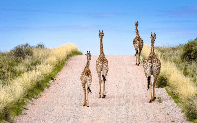 We can forgive these  giraffes for having their backs to us when they're looking this good! 😎 These retreating locals were spotted within Kgalagadi Transfrontier National Park in the Northern Cape by photographer Hamish Mitchell via 
<a href="/NatGeoEspana/">National Geographic</a>
. #MeetSouthAfrica