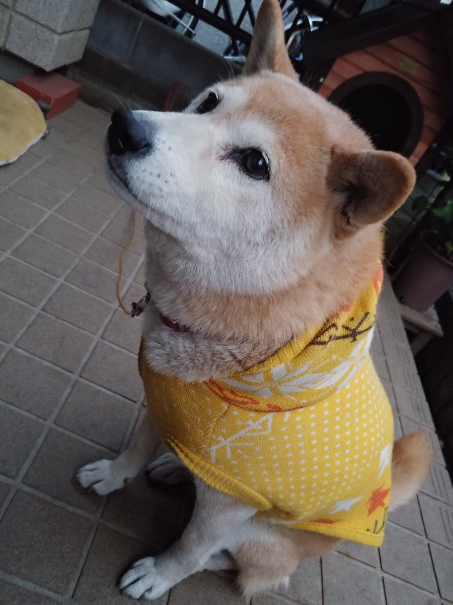 obryso's tweet image. 皆様 たくさんのご協力
本当にありがとうございましたです

おばらはるより

#おばらよしお 
#吉本坂2期生オーディション 
#宣伝本部長 #おばらはる 
#我が家のアイドル