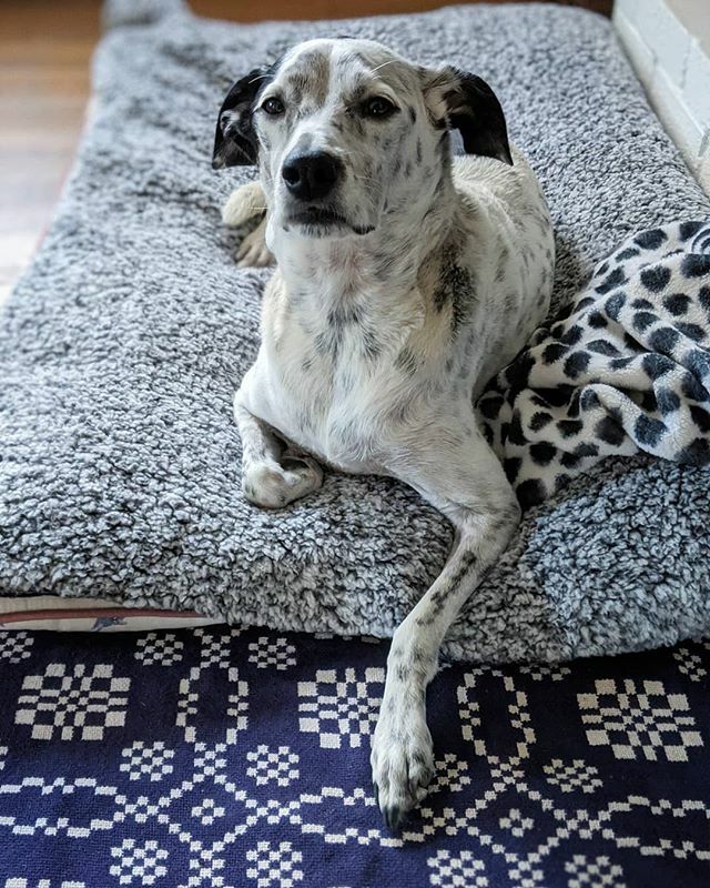QueenKonigin's tweet photo. #vtpets #dogsofinstagram #puppy #instadog #cute #pet #love #dogstagram #wildlife #dogs #dogoftheday #dogsitting #petstagram #instagood #ilovemydog #doglover #pets #animal #nature #photooftheday #animals #adorable #followme #pup #happy #hound #instapuppy … https://t.co/9tDXFwQyXM https://t.co/tK5swccBGF