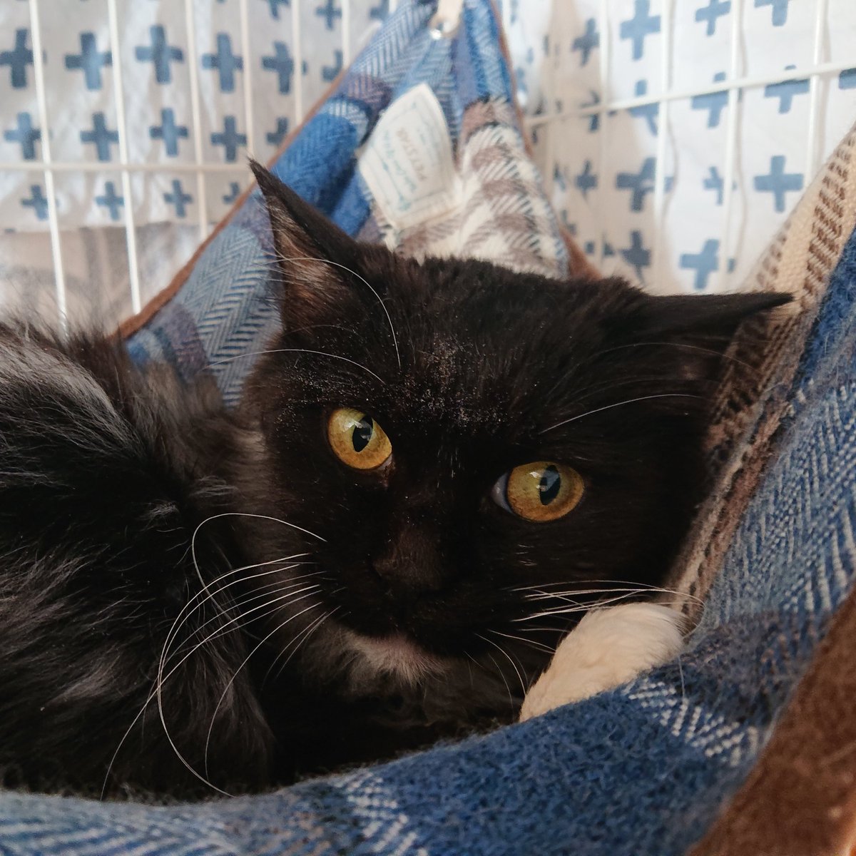 ねこ けん 千葉 支部 支部 千葉 ねこ けん