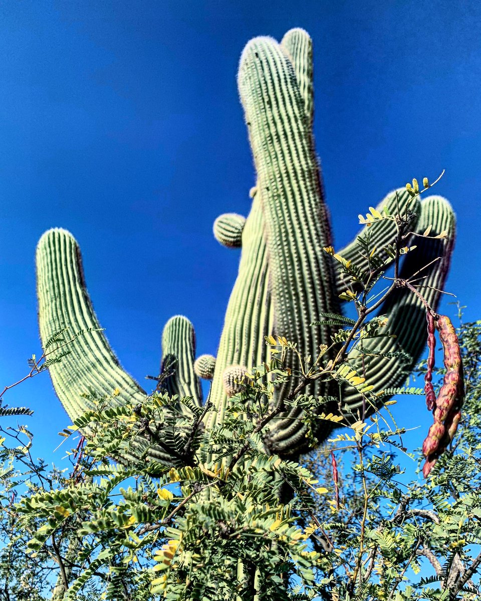 Happy Sunday, #Tucson! 80’s and sunny 😎 today! #Hiking @SabinoCanyonAZ this morning finding colorful crazy pods and oddities of late Fall - rustling through sands and rocks - in deeper #espererotrail. Scintillating morning out there! #highdesertbeauty #totallytucson #visittucson