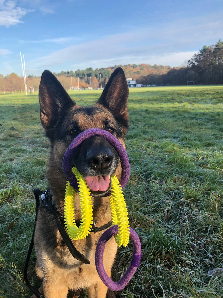 PSOSDogs's tweet photo. Here is #PDCorrie enjoying her new toy with thanks to the kids at Woman and Children first in Paisley. She had been telling the children all about her job as a #PoliceDog #KeepingPeopleSafe #HappyPoochHappyHandler https://t.co/nofRnuXm4M