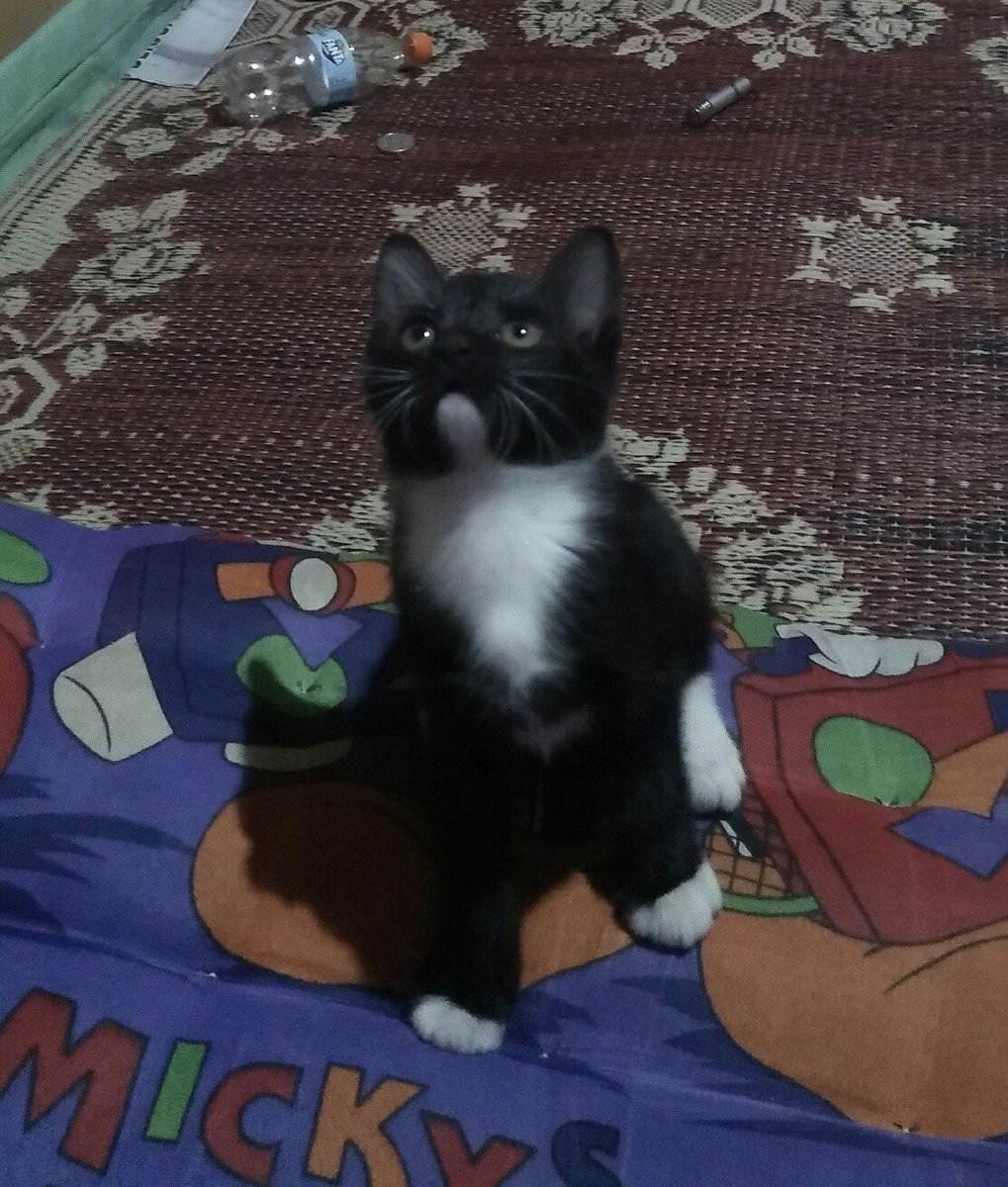 ir_awan02's tweet photo. @divaesfandiari Wahhh temennya loki,,tapi si loki terlalu barbar😭😭😭 https://t.co/9lO1aV3Prn
