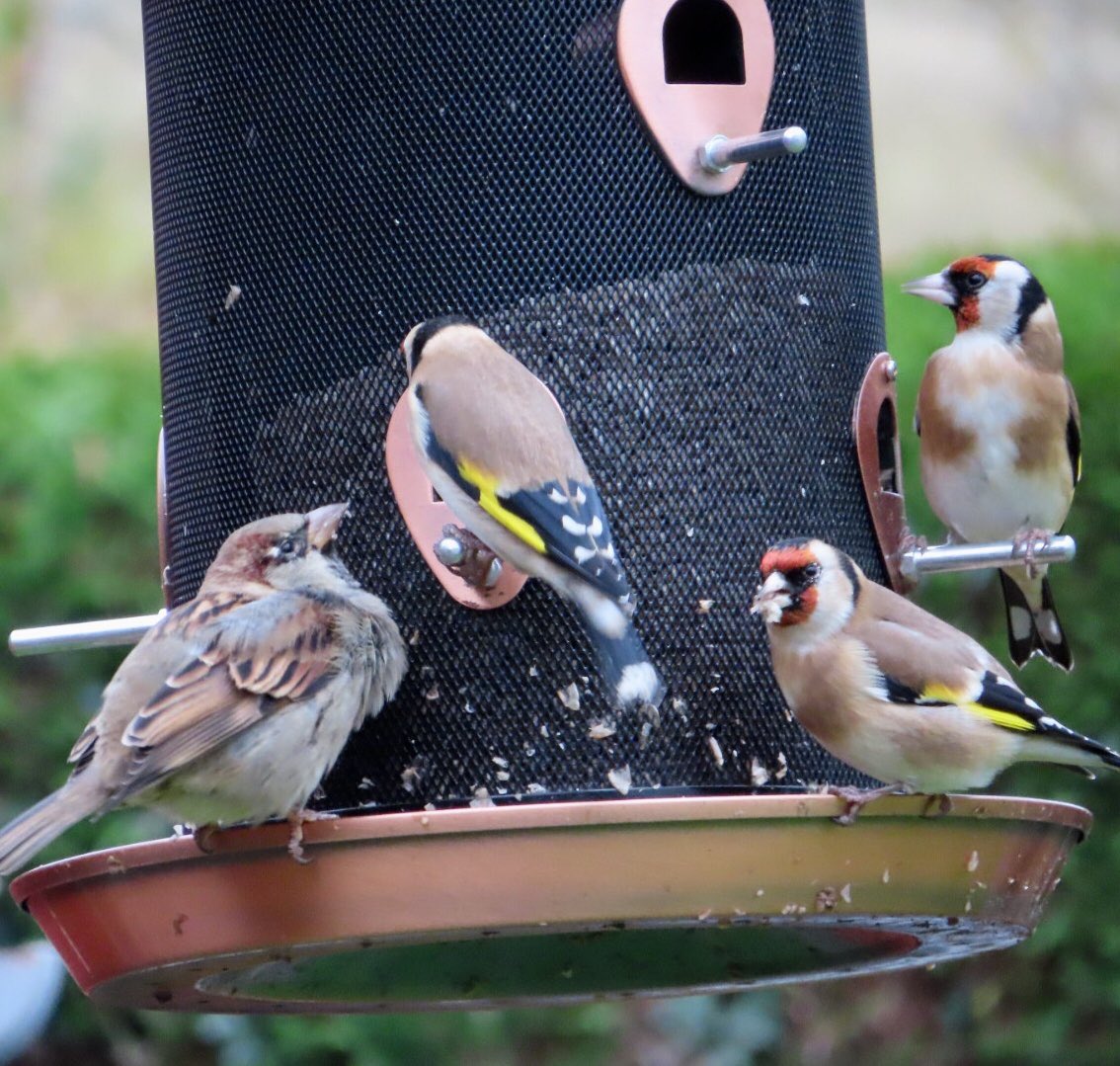 #goldfinches and #longtailedtits in the garden today @_BTO @Natures_Voice @NatureUK @Britnatureguide @BirdSpotUK