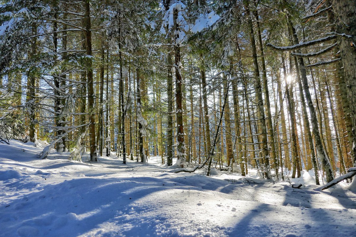 Retrouver l'hiver ❄ Avec plus de 40 cm de neige sur le massif du Pilat 🌲 🤩 Magnifique, n'est-ce pas ?
. #MagnifiqueFrance #loire #pilat #auvergnerhonealpes