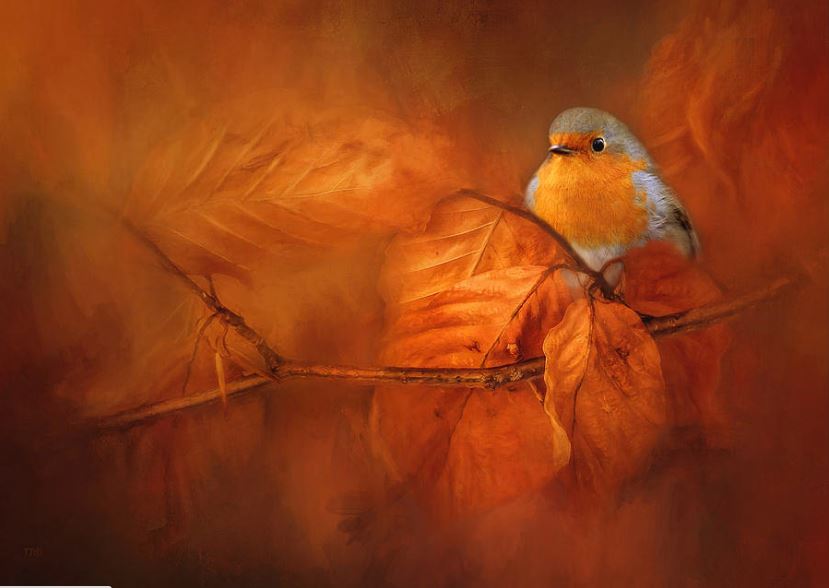 TheresaTahara's tweet photo. "Robin Red Breast in Autumn" first place win in the A Is For Autumn contest on Fine Art America. https://t.co/mc8O7iZiEf Wall art and gift items for sale. #birds #robin #EnglishRobin #Autumn https://t.co/X5HPwfzlJE