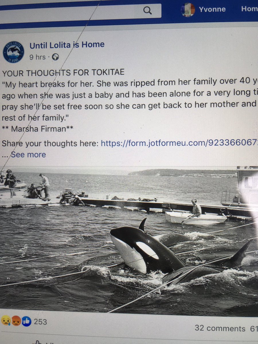 The pool is about twice her length, in the wild where lolitta was taken from she swam 140 miles a day , it will be a Crime for her to die alone after 49 years in the miami seaquarium prison cell shame on Florida