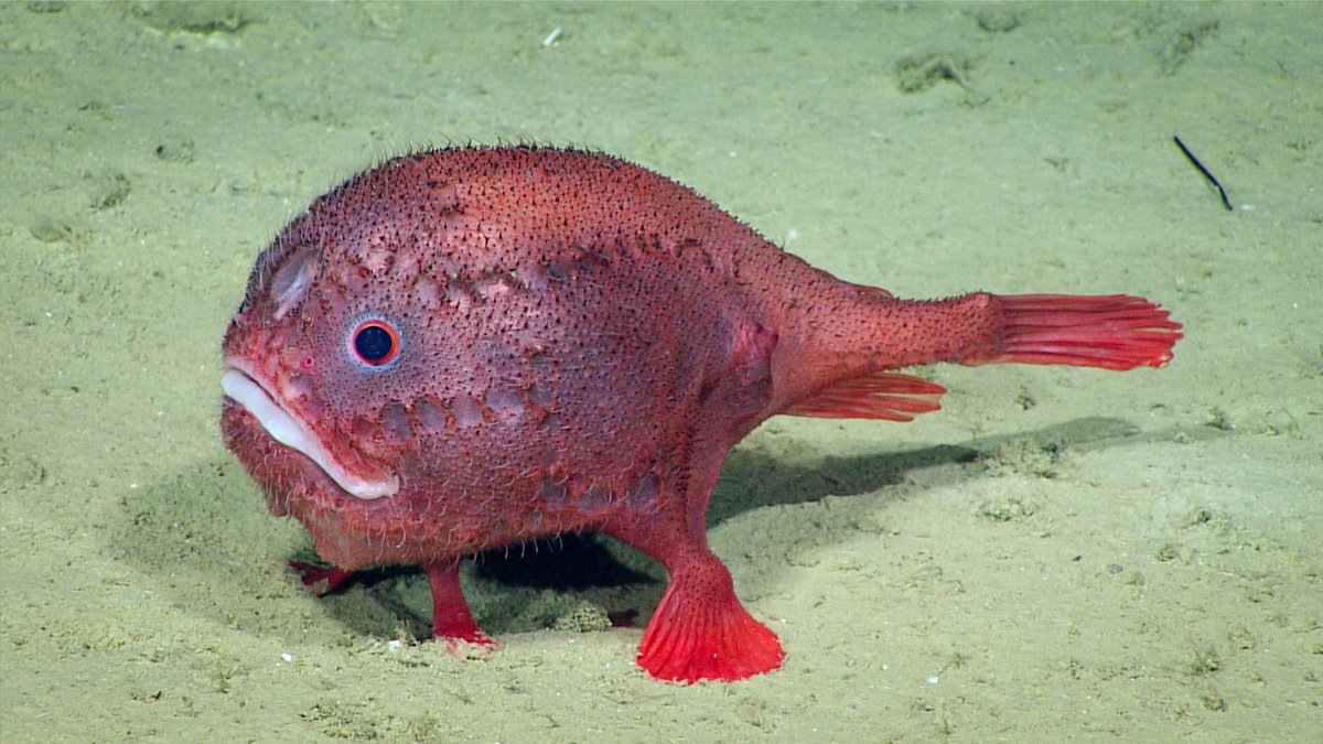 Deep Sea a Twitter: &quot;Anglerfish, (g. Chaunacops) have a small lure on a  short stalk between their eyes that they wiggle in order to attract prey.  They often rest on the seafloor