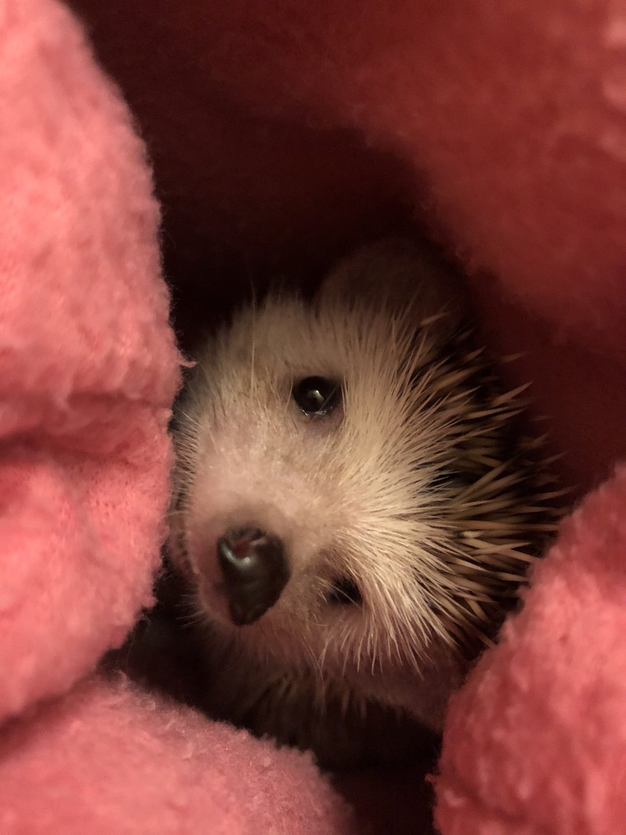 pokeynibbles's tweet image. My human insists on being social... #hedgehog #hedgehogsoftwitter